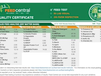 High Quality Rhodes Grass Hay Small Squares