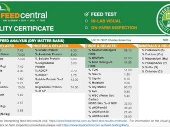 High Quality Rhodes Grass Hay Small Squares
