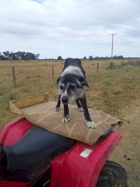 Kelpie X Collie 7 1/2 year old male