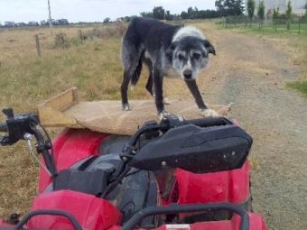 Kelpie X Collie 7 1/2 year old male