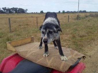 Kelpie X Collie 7 1/2 year old male