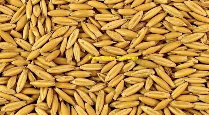 30mt Yarran Feed Oats