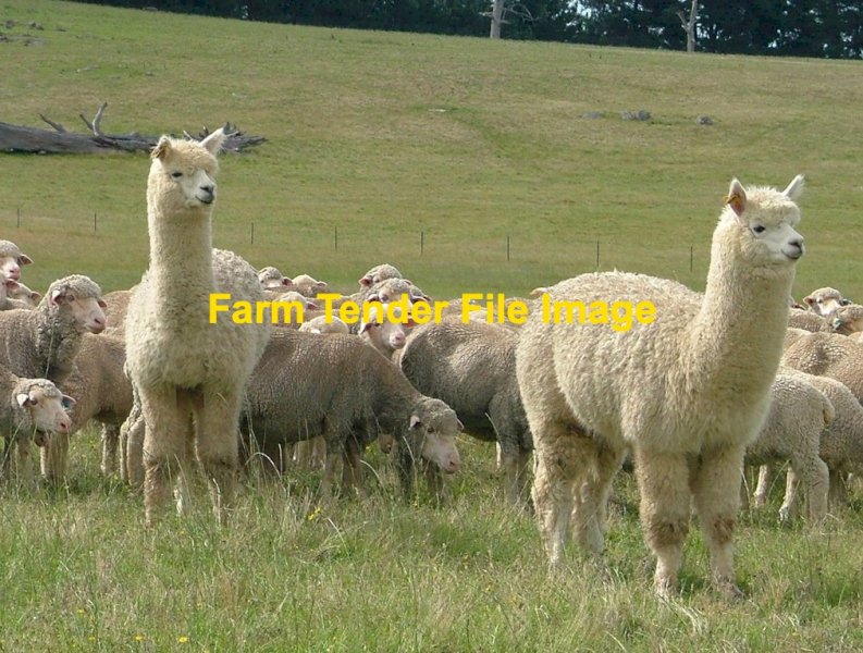 Alpacas