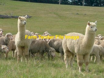 Alpacas