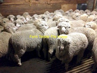 Merino Ewes