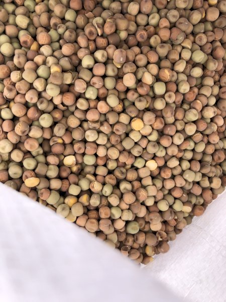15 mt Field Peas