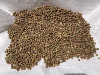 15 mt Field Peas