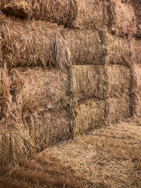 100mt Oaten Hay 700kg 8x4x3 Bales (New Season 22/23)