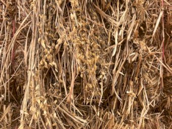 100mt Oaten Hay 700kg 8x4x3 Bales (New Season 22/23)