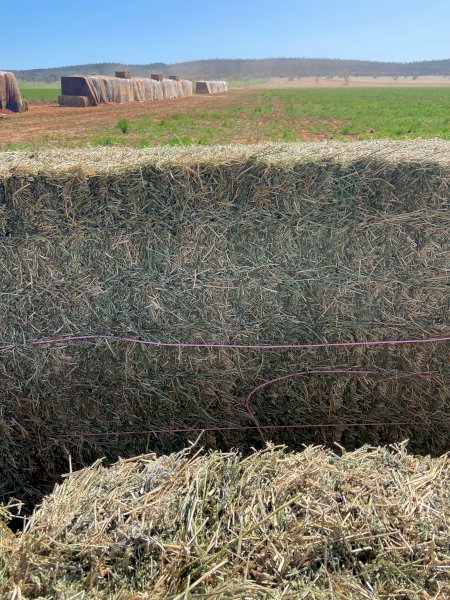 200mt Lucerne Hay 500-600kg 8x4x3 Bales (New Season 22/23)