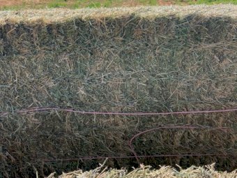 200mt Lucerne Hay 500-600kg 8x4x3 Bales (New Season 22/23)