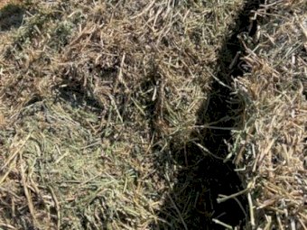 200mt Lucerne Hay 500-600kg 8x4x3 Bales (New Season 22/23)