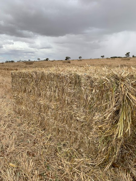 Oaten Hay 550kg 8x4x3 Bales off the Baler (New Season 22/23)