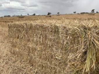 Oaten Hay 550kg 8x4x3 Bales off the Baler (New Season 22/23)