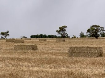 Oaten Hay 550kg 8x4x3 Bales off the Baler (New Season 22/23)