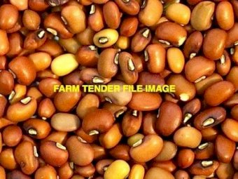 6 mt Red Caloona Cow Pea