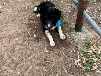 2 x Border Collie Male Pups
