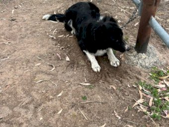 2 x Border Collie Male Pups