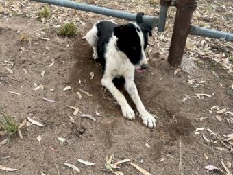 2 x Border Collie Male Pups
