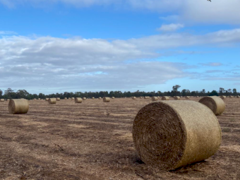 300 x Vetch Hay 300-350kg 4x4 Round Bales (New Season 22/23)