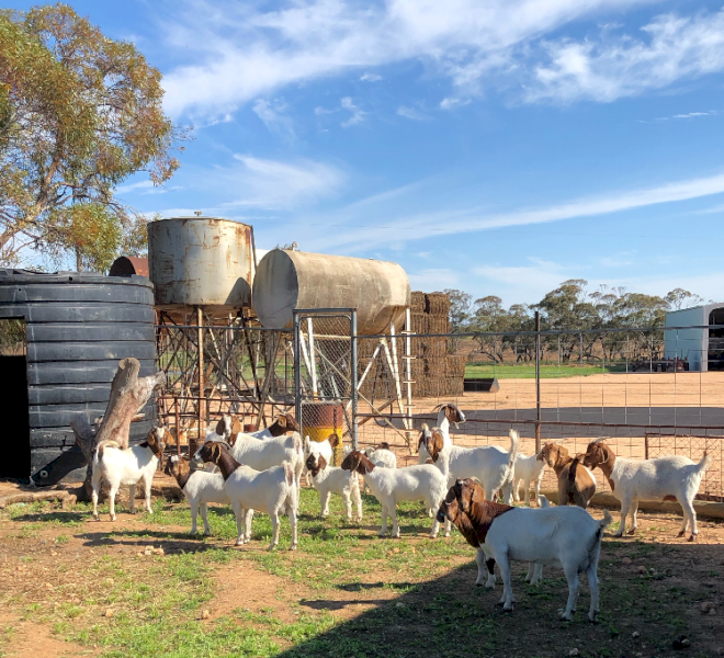 10 x Boer Does Goats