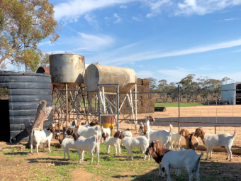 10 x Boer Does Goats