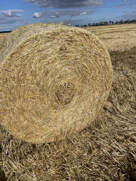 100 Barley Straw Rolls