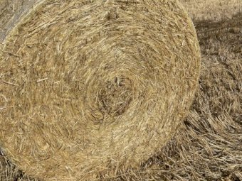 100 Barley Straw Rolls