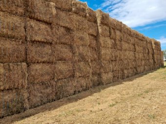 500mt Vetch Hay 720kg 8x4x3 Bales (New Season 22/23)