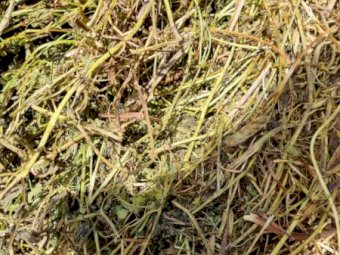 500mt Vetch Hay 720kg 8x4x3 Bales (New Season 22/23)