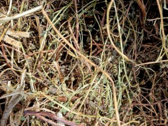 500mt Vetch Hay 720kg 8x4x3 Bales (New Season 22/23)