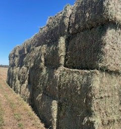500mt Lucerne Hay 550kg 8x4x3 Bales (New Season 22/23)
