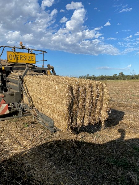 Oaten Vetch Hay for Compost or Mulch