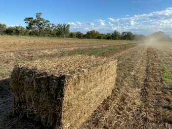 Oaten Vetch Hay for Compost or Mulch