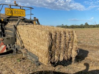 Oaten Vetch Hay For Compost Or Mulch Farm Tender