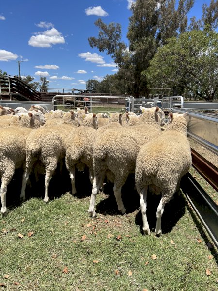 July/August 2021 Drop Border Leicester Rams.
