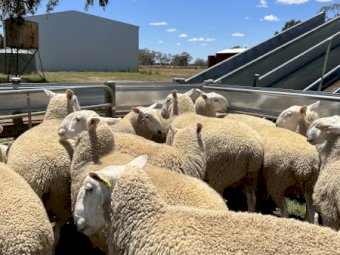 July/August 2021 Drop Border Leicester Rams.