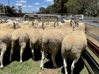 July/August 2021 Drop Border Leicester Rams.