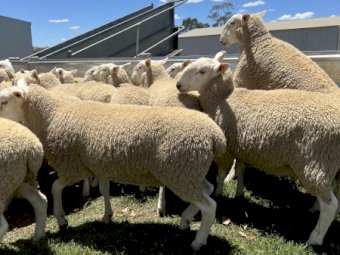 July/August 2021 Drop Border Leicester Rams.