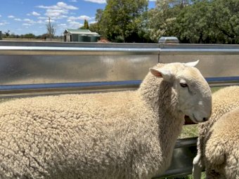July/August 2021 Drop Border Leicester Rams.