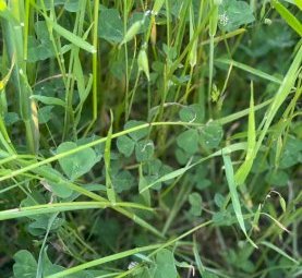 50mt Oaten / Rye & Clover Hay 580-600kg 8x4x3 Bales (New Season 22/23)