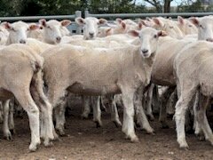 450 First Cross Ewes