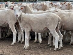 450 First Cross Ewes