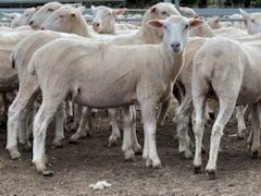 450 First Cross Ewes