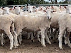 450 First Cross Ewes