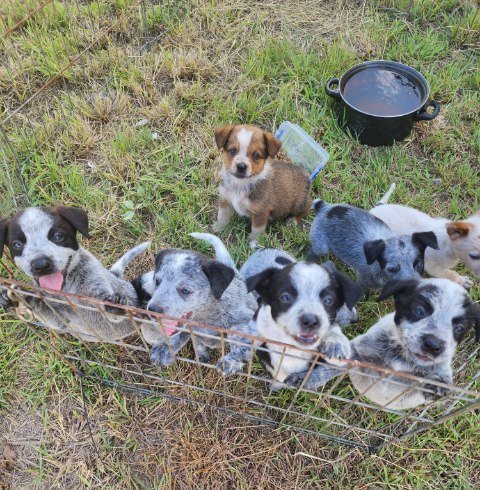 8 x Australian Cattle Dog Pups (Heelers)
