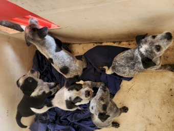 8 x Australian Cattle Dog Pups (Heelers)