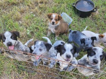 8 x Australian Cattle Dog Pups (Heelers)