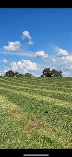 22mt Lucerne Hay 650kg 8x4x3 Bales (New Season 22/23)