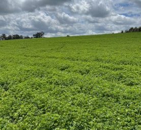 22mt Lucerne Hay 650kg 8x4x3 Bales (New Season 22/23)